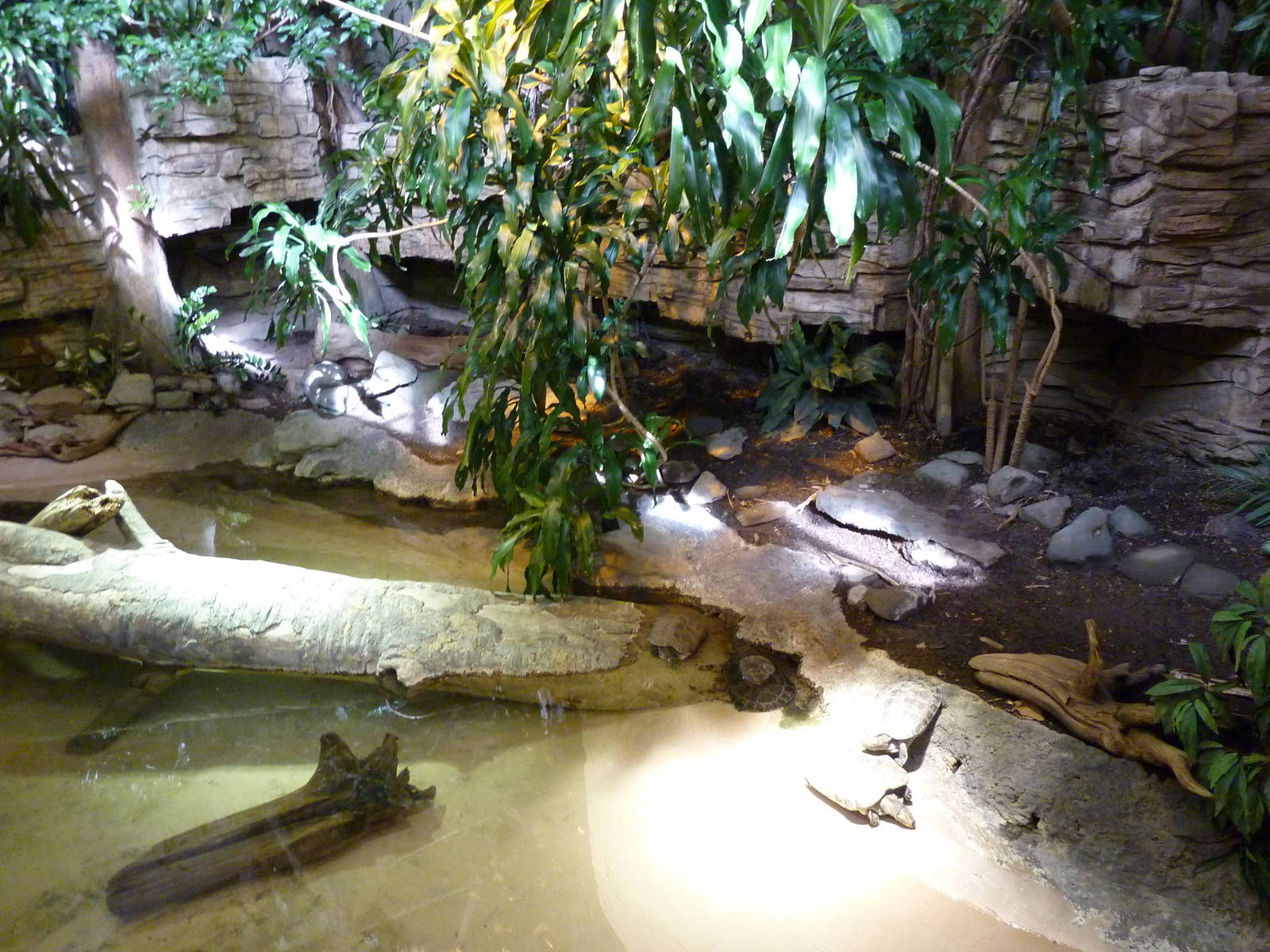 Yellow-Spotted Sideneck Turtle Exhibit