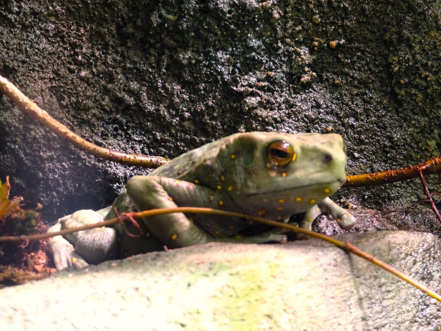 Yellow-spotted Tree Toad 13 September 2025