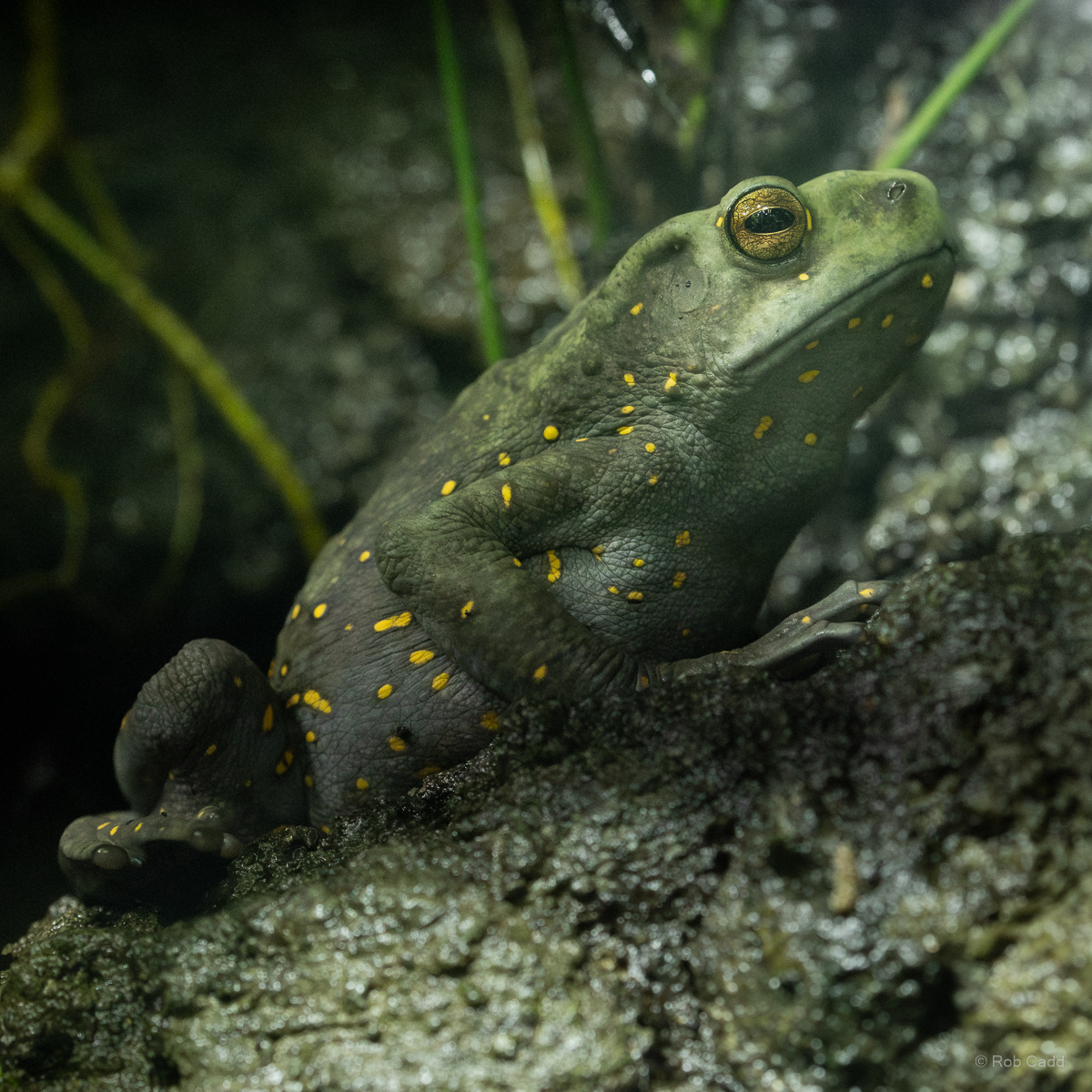 Yellow-spotted tree toad : Chester Zoo : 06 Sep 2025