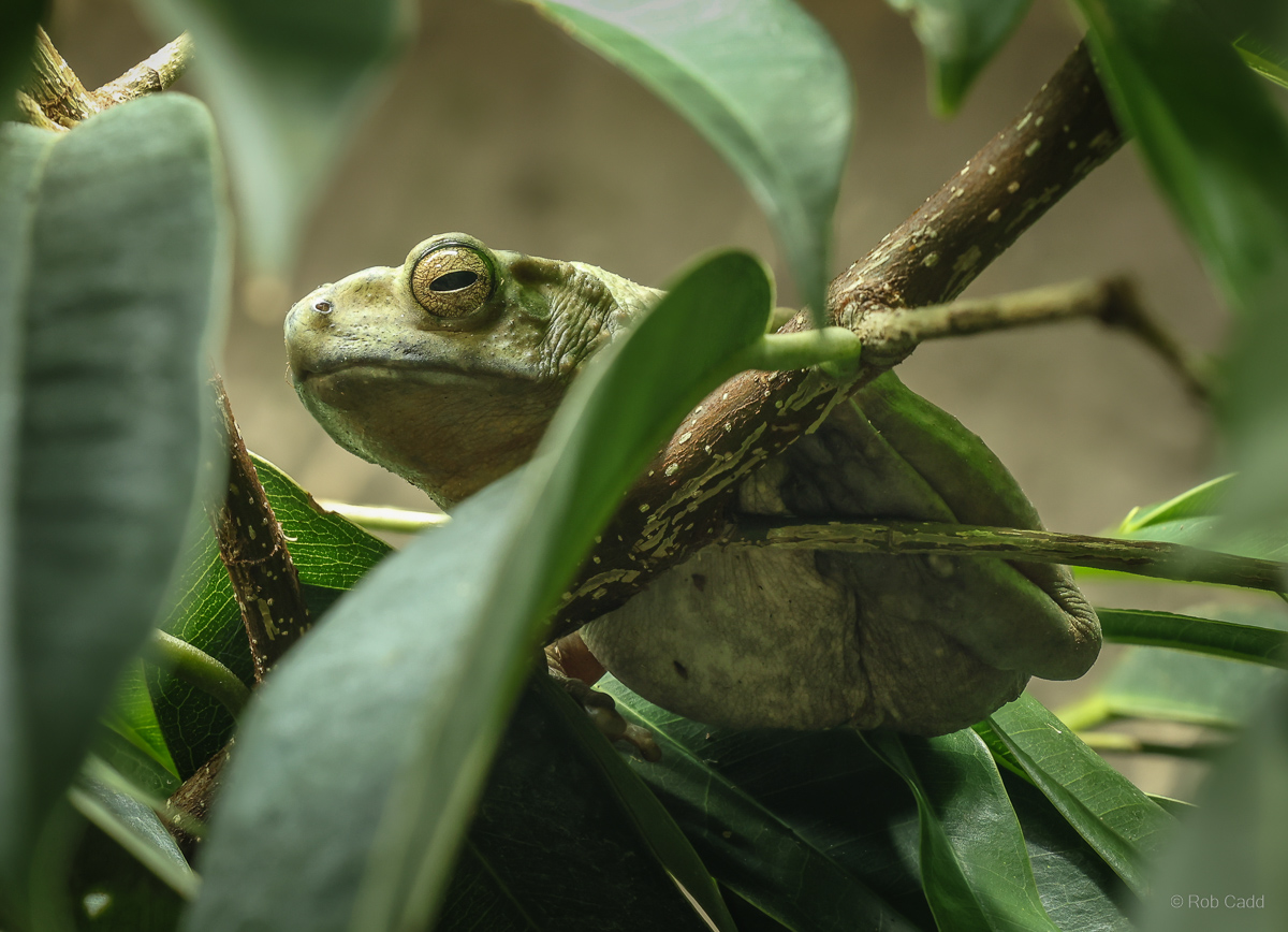 Yellow-spotted tree toad : Chester Zoo : 06 Sep 2025