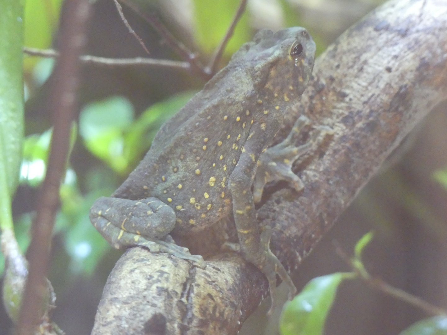 Yellow Spotted Tree Toad - Chester Zoo - 09.07.24