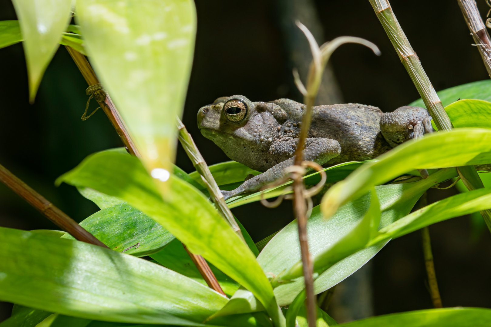 Yellow-spotted tree toad (Rentapia flavomaculata)