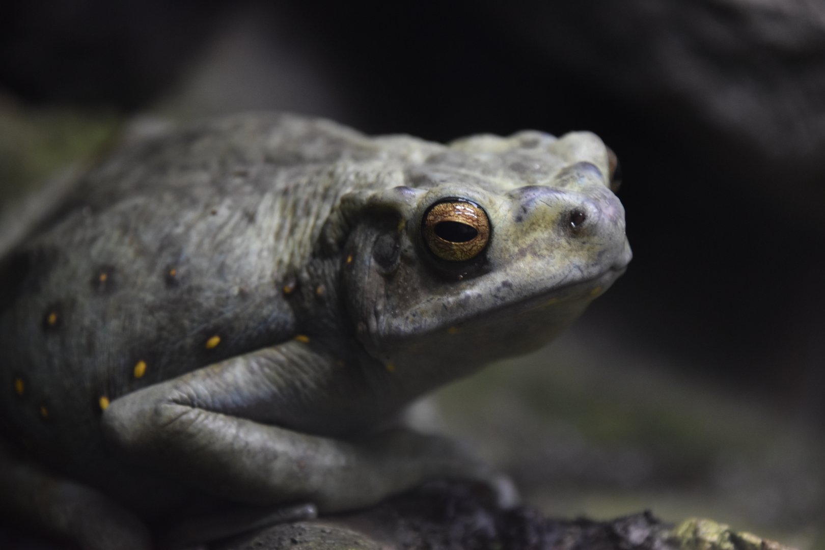 Yellow spotted tree toad, Rentapia flavomaculata