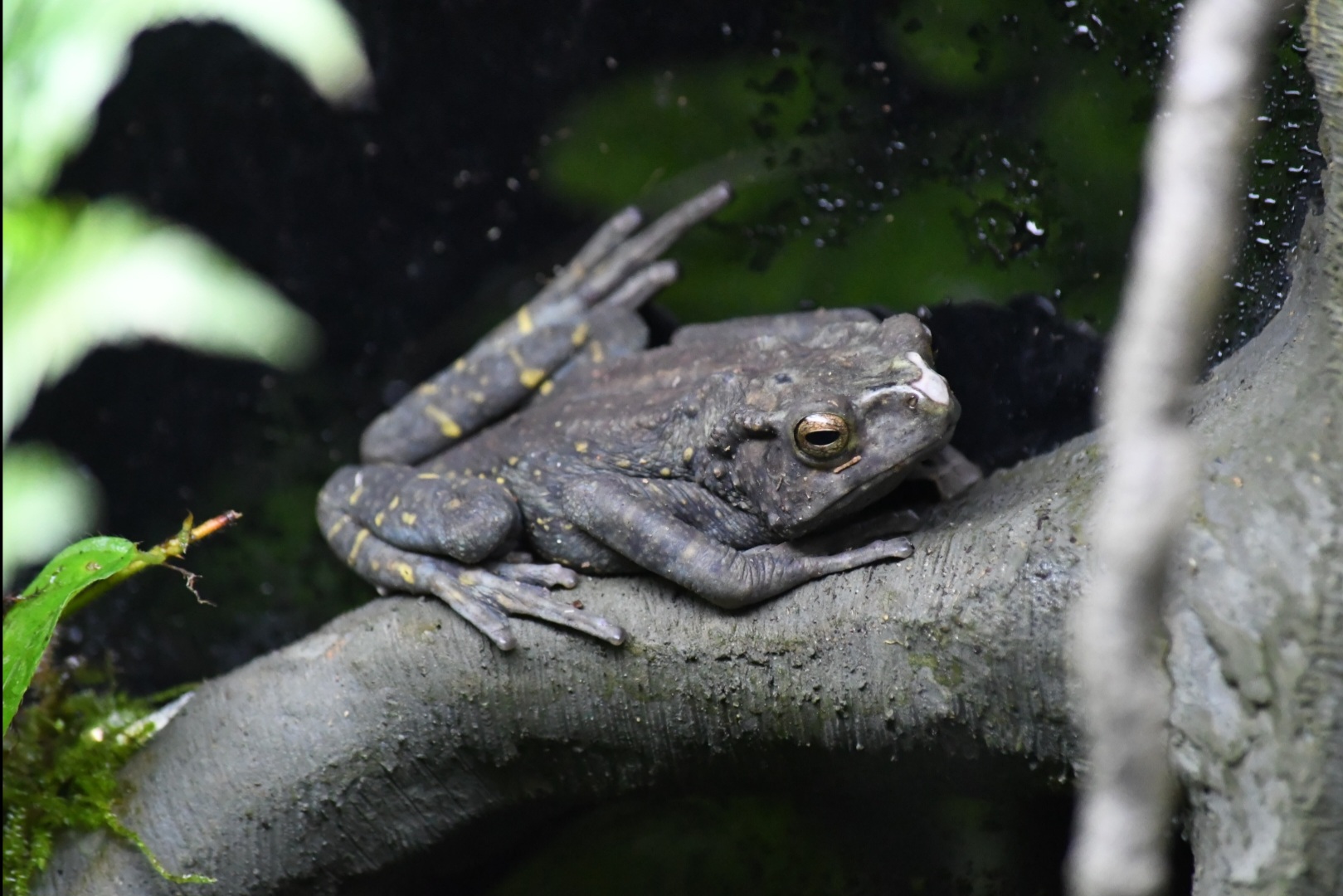 Yellow-spotted Tree Toad