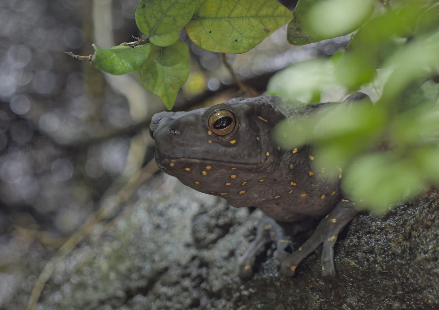 Yellow-spotted tree toad