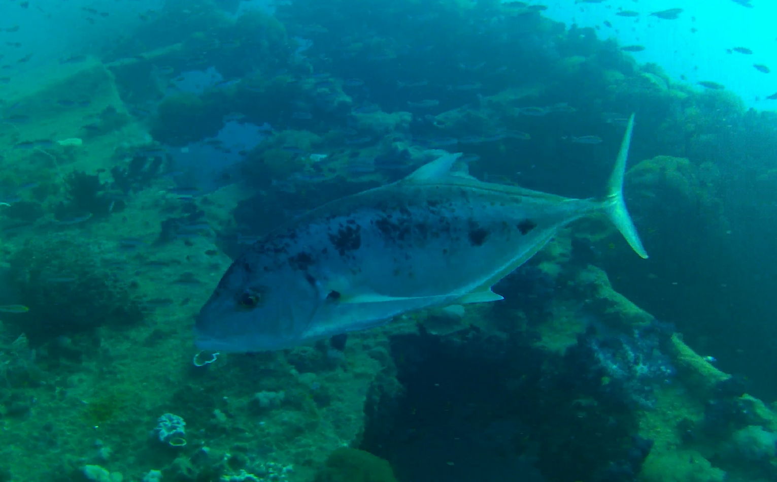 Yellow-spotted Trevally (Turrum fulvoguttatum)