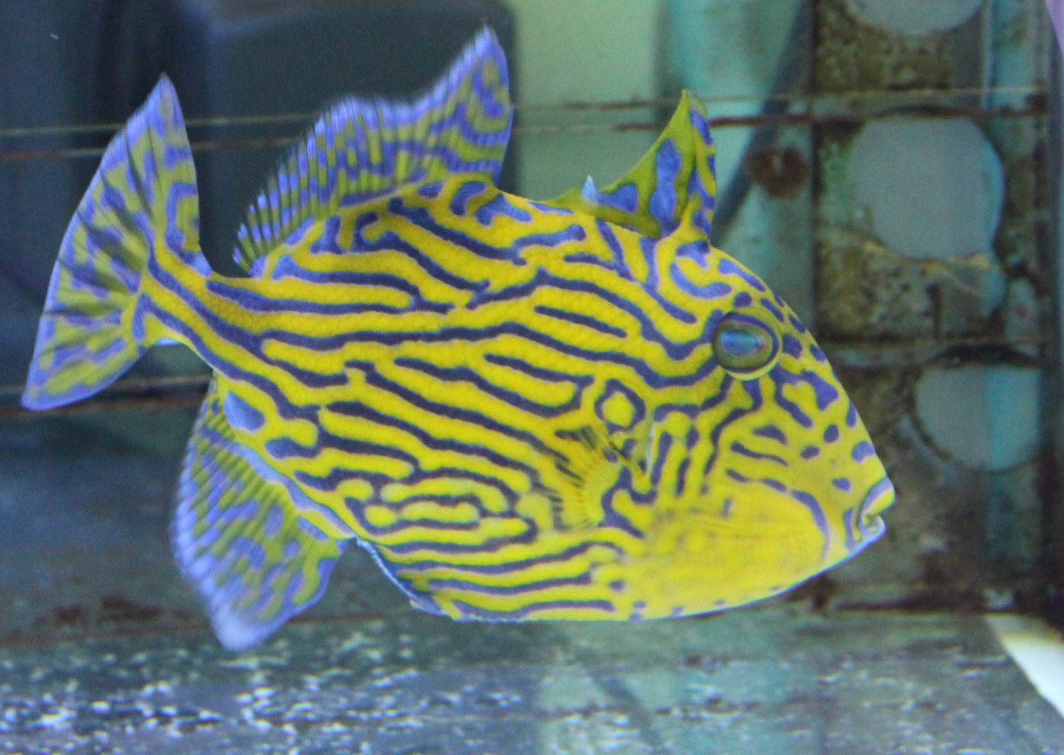 Yellow-spotted triggerfish - Pseudobalistes fuscus