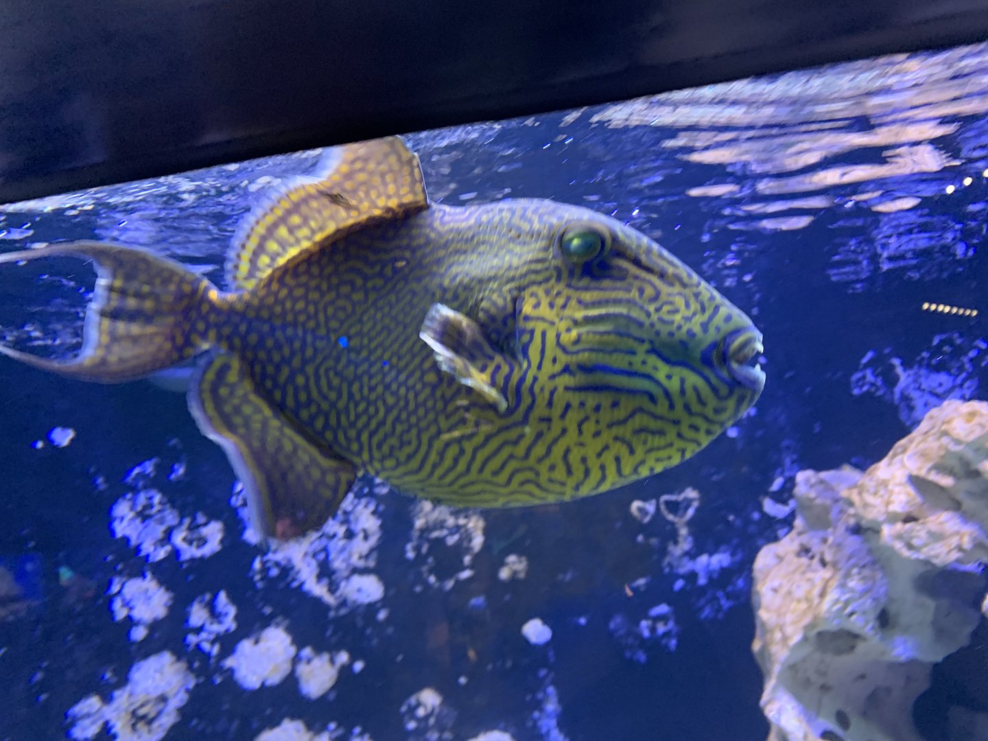 Yellow-spotted triggerfish