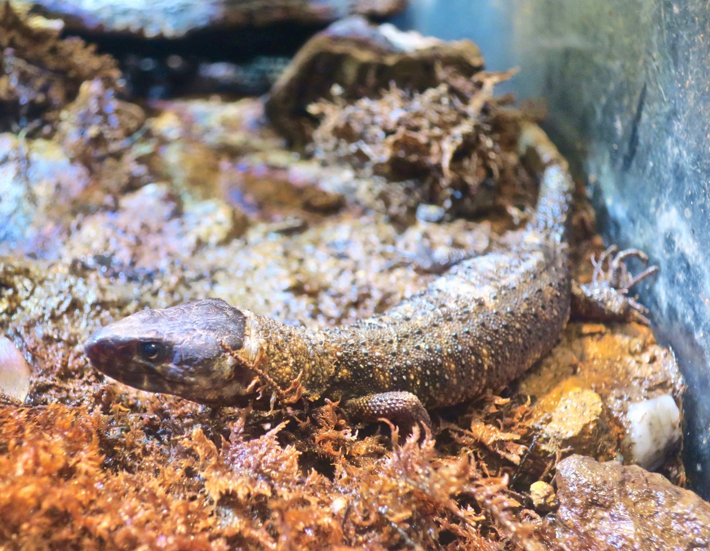 Yellow-Spotted Tropical Night Lizard (Lepidophyma flavimaculatum)