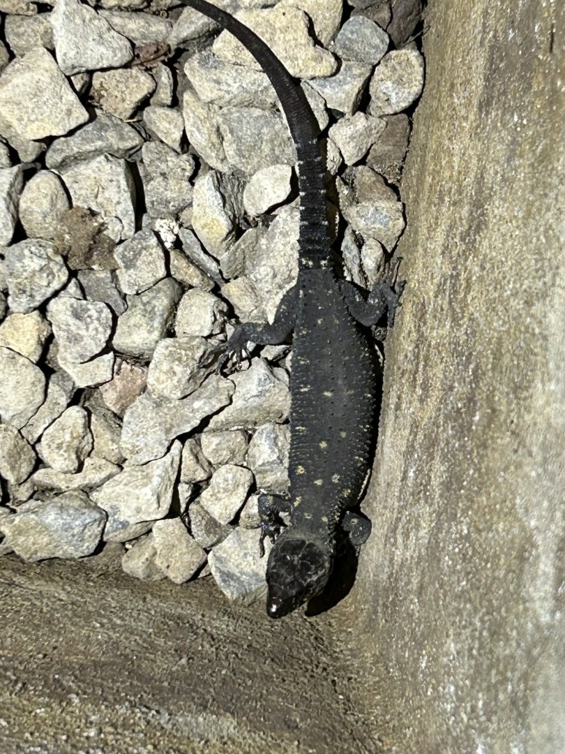 Yellow-spotted Tropical Night Lizard