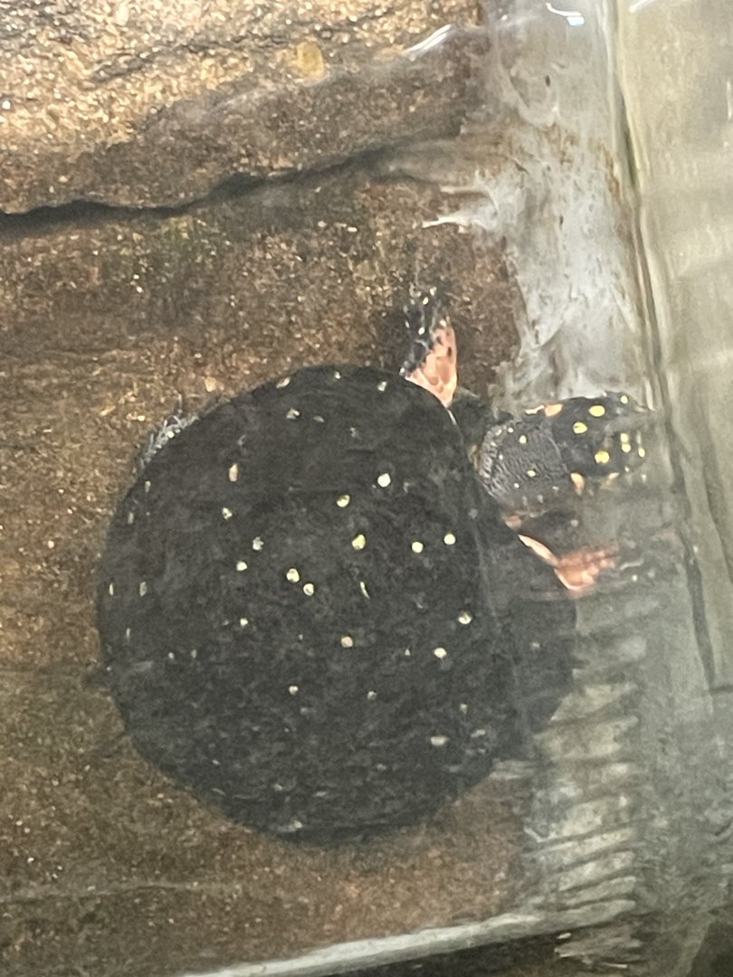 Yellow Spotted Turtle