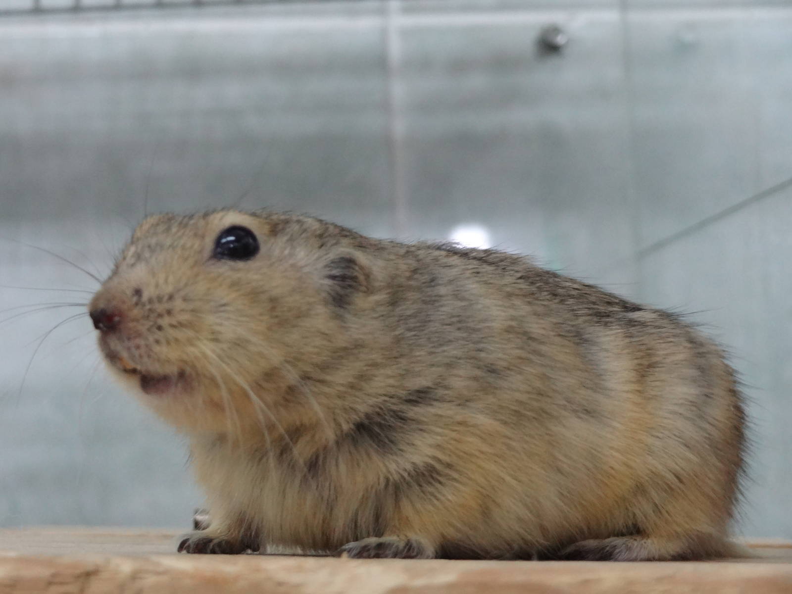 Yellow steppe lemming