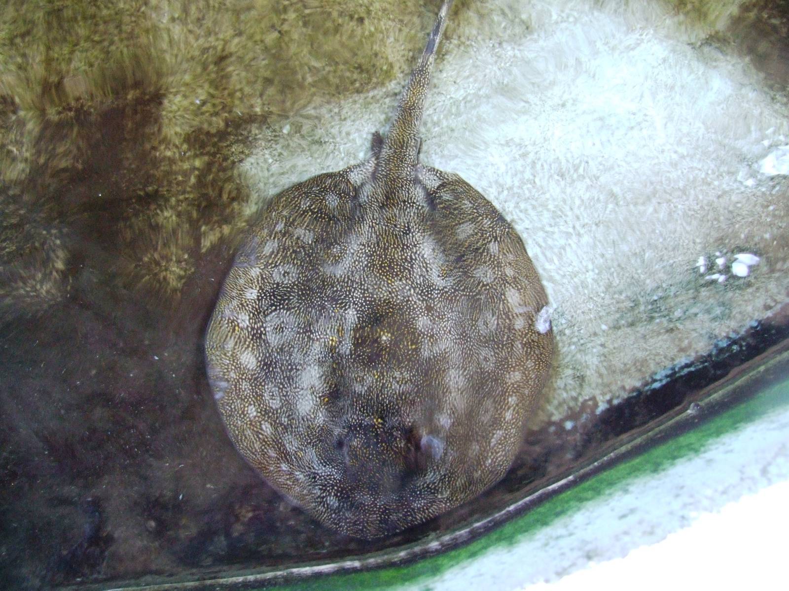 Yellow Stingray at Lowry Park, 13/10/13