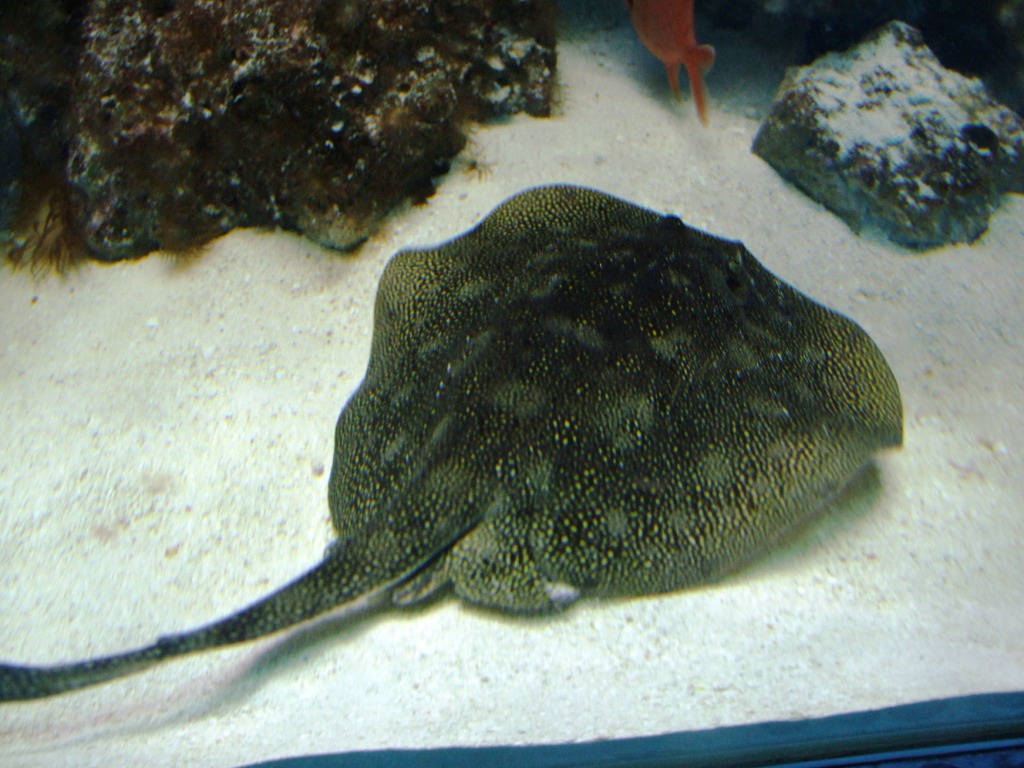 Yellow Stingray at Miami Seaquarium, 16/10/13
