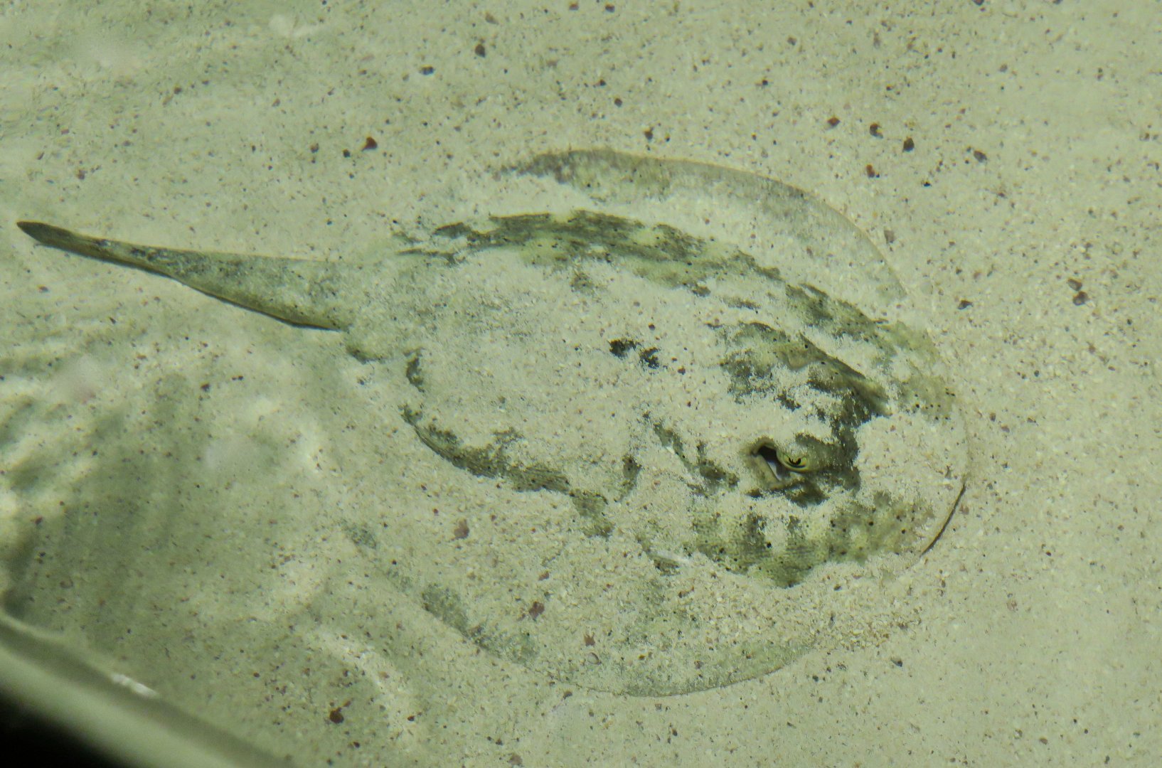 Yellow Stingray (Urobatis jamaicensis)