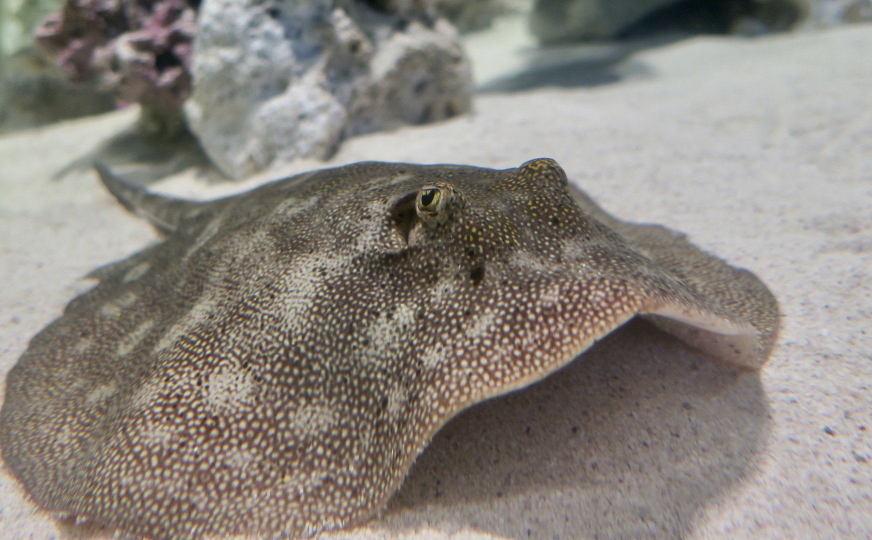 Yellow Stingray (Urobatis jamaicensis)