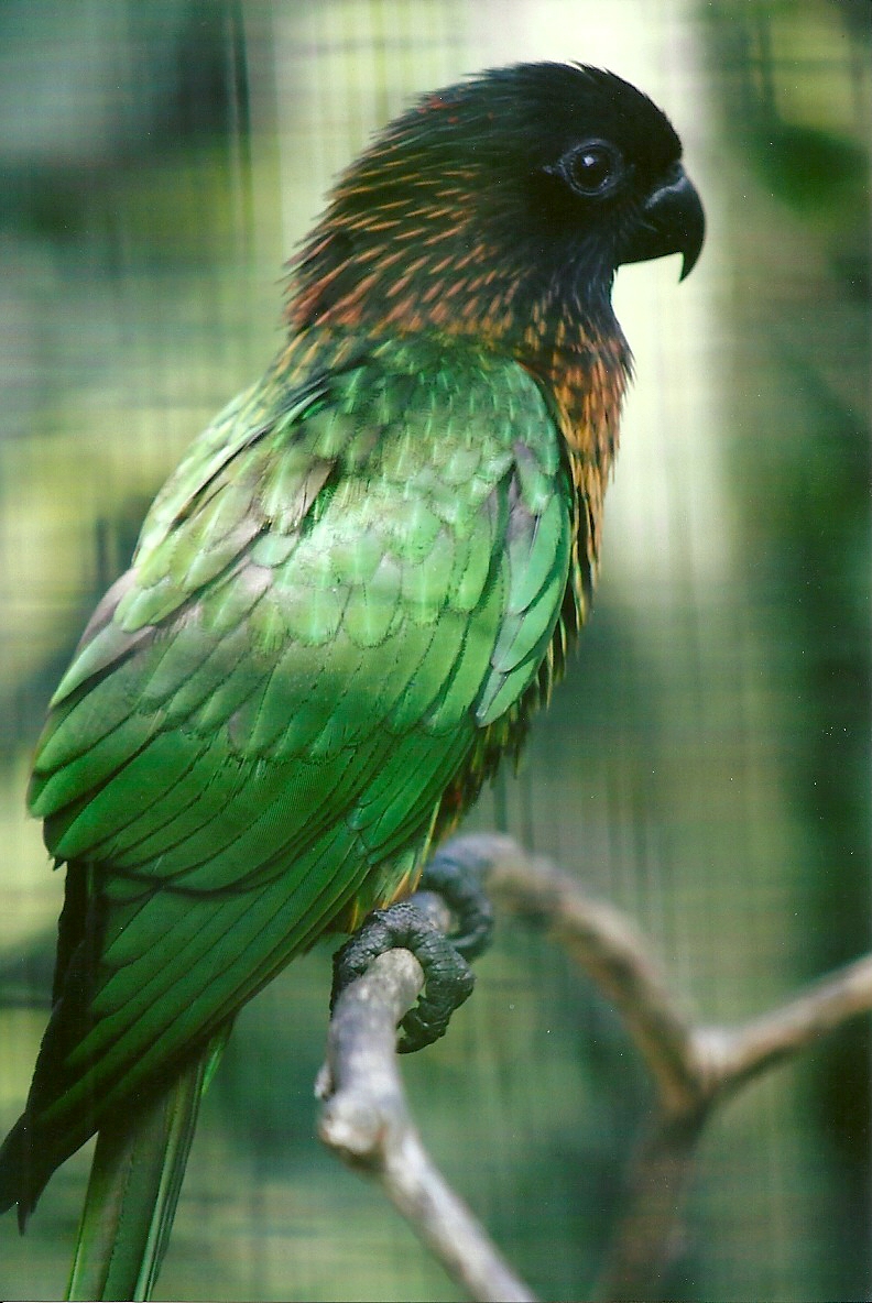 Yellow-streaked Lory 13th September 2012