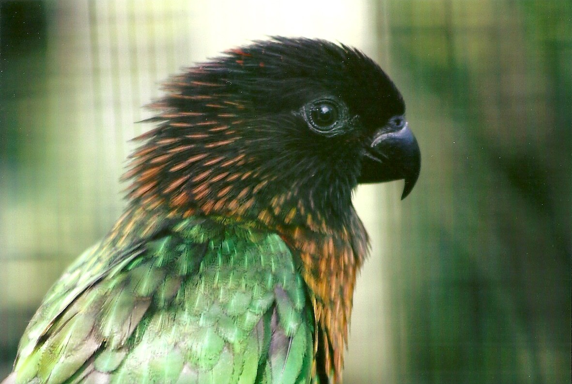 Yellow-streaked lory 13th September 2012