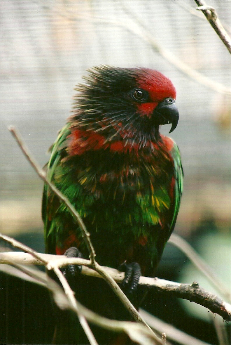 Yellow-streaked Lory 13th September 2012