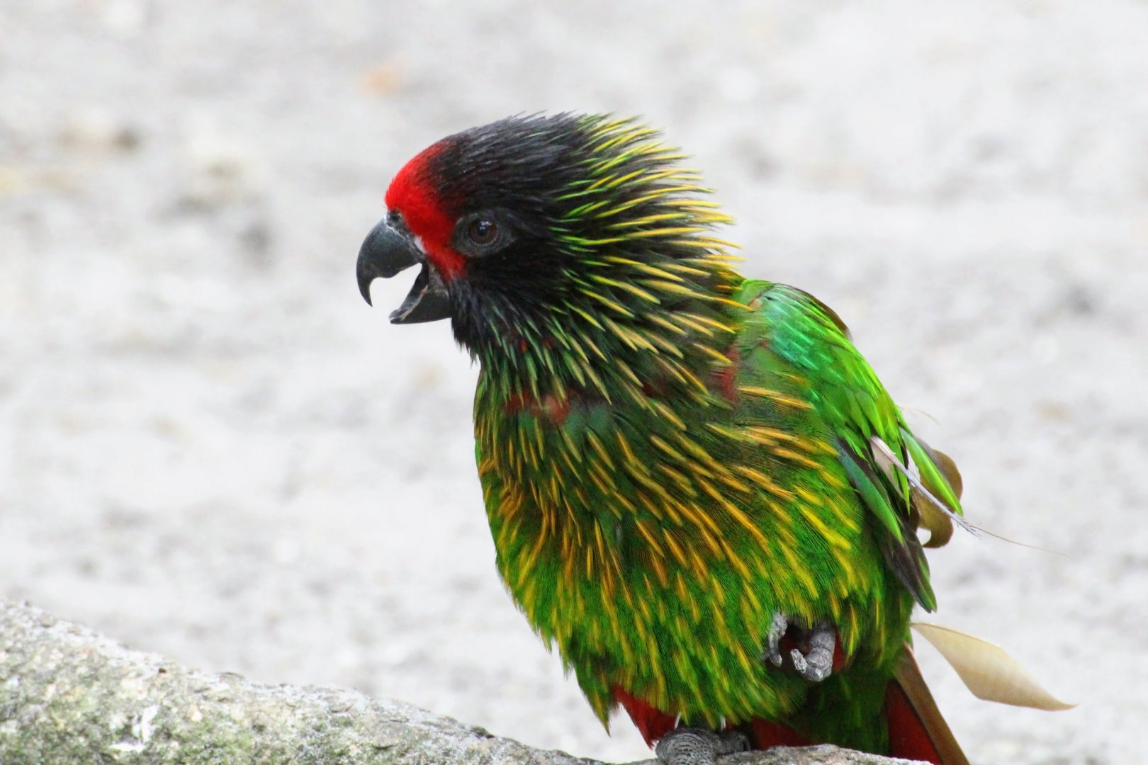 Yellow-streaked Lory (2016)