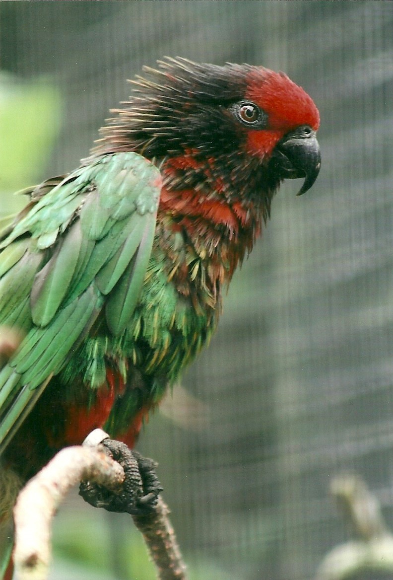 Yellow-streaked Lory, 26th September 2013