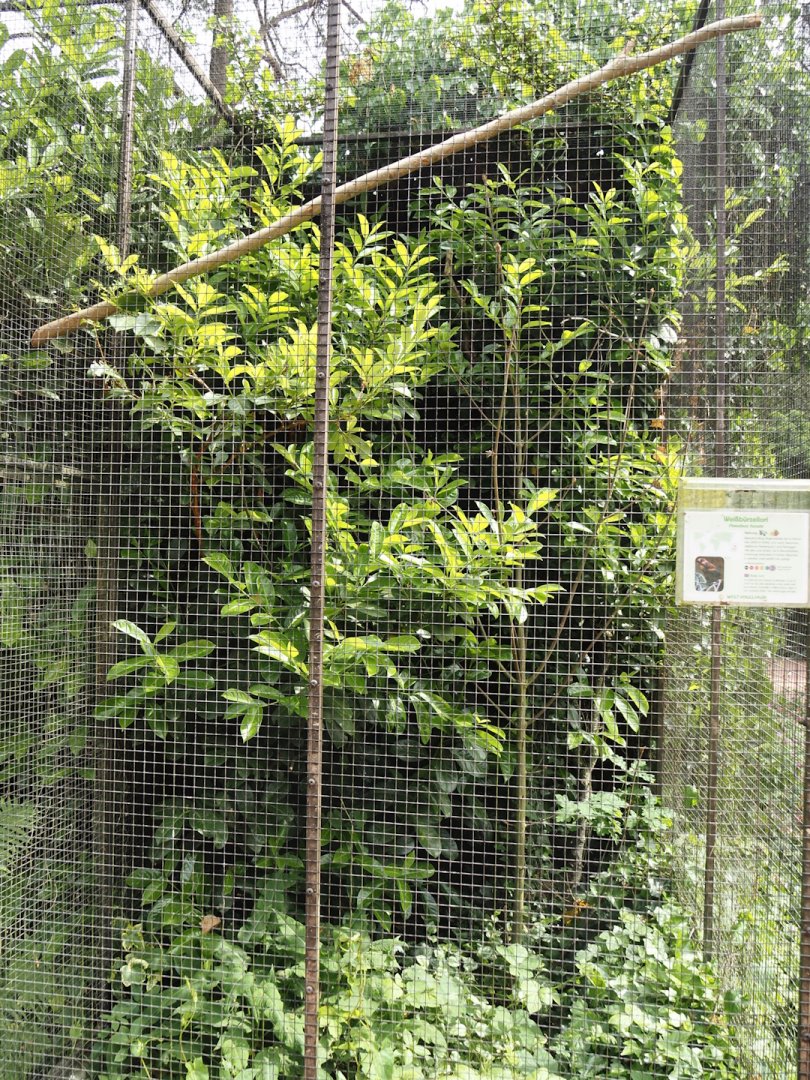 Yellow-streaked lory and Dusky lory aviary, 2024-05-21