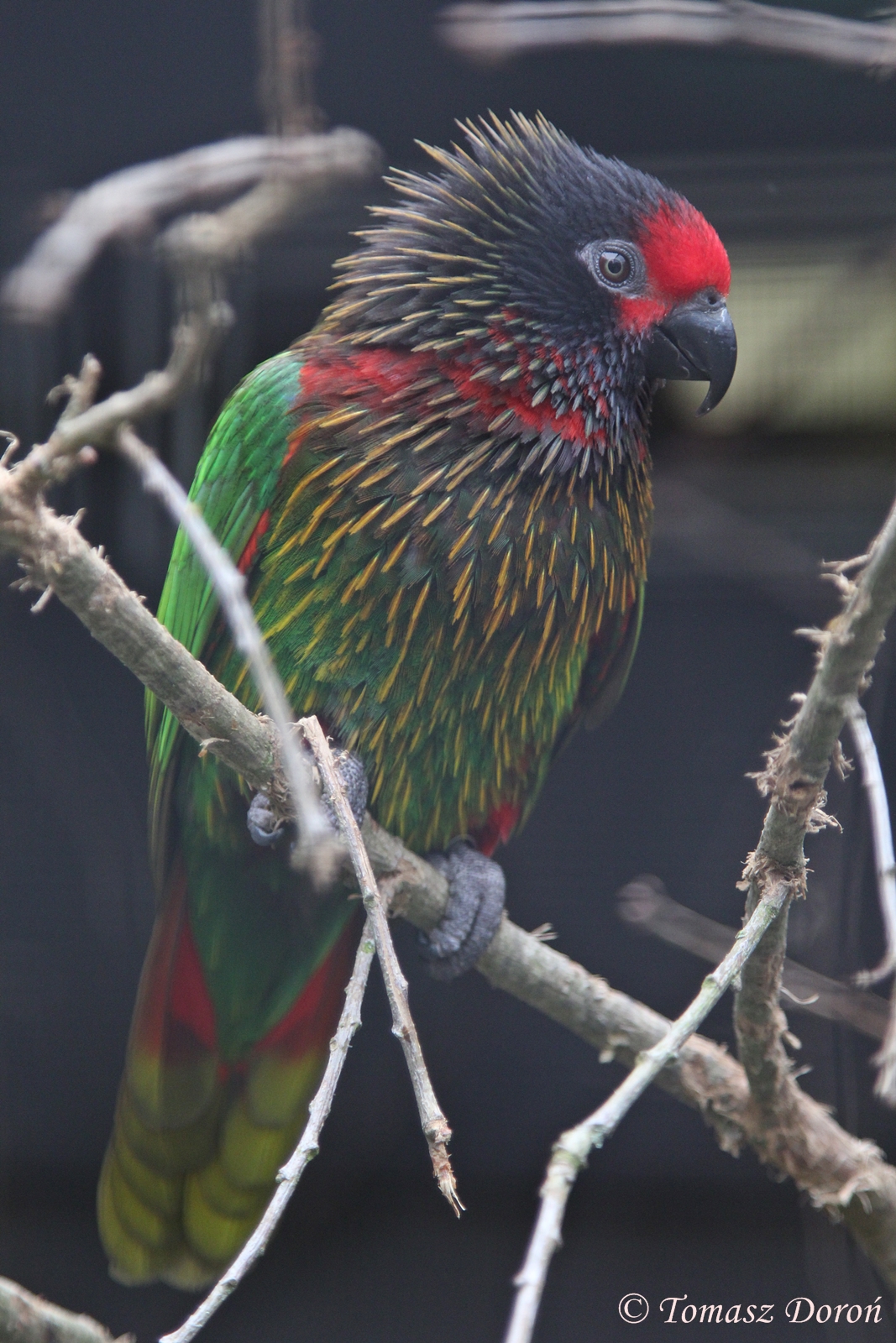 Yellow-streaked Lory (Chalcopsitta scintillata), April 2016