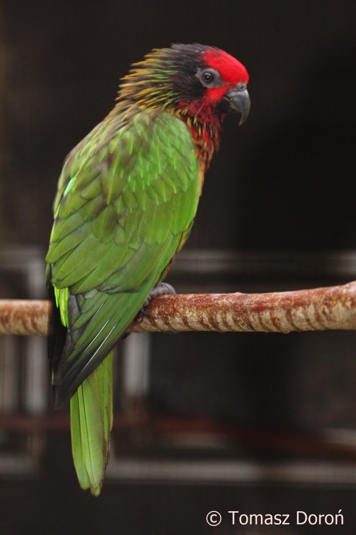 Yellow-streaked Lory (Chalcopsitta scintillata), Nov. 2017