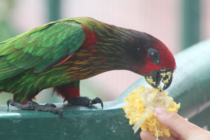 Yellow-streaked lory (Chalcopsitta scintillata scintillata) - Jakarta Bird Land