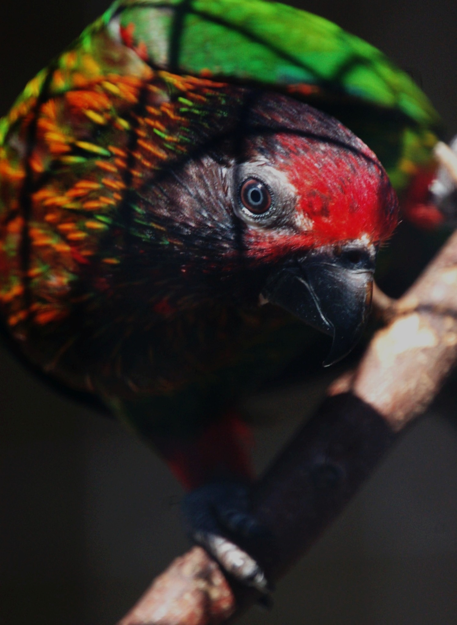 Yellow-streaked Lory - Chalcopsitta scintillata