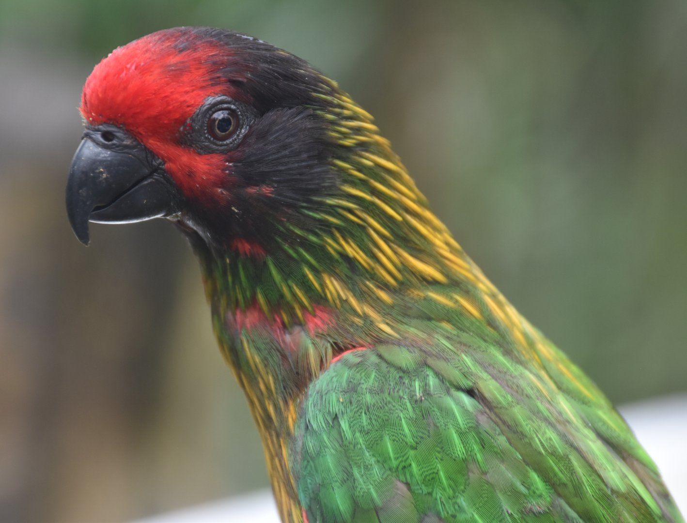 Yellow-streaked Lory (Chalcopsitta scintillata)