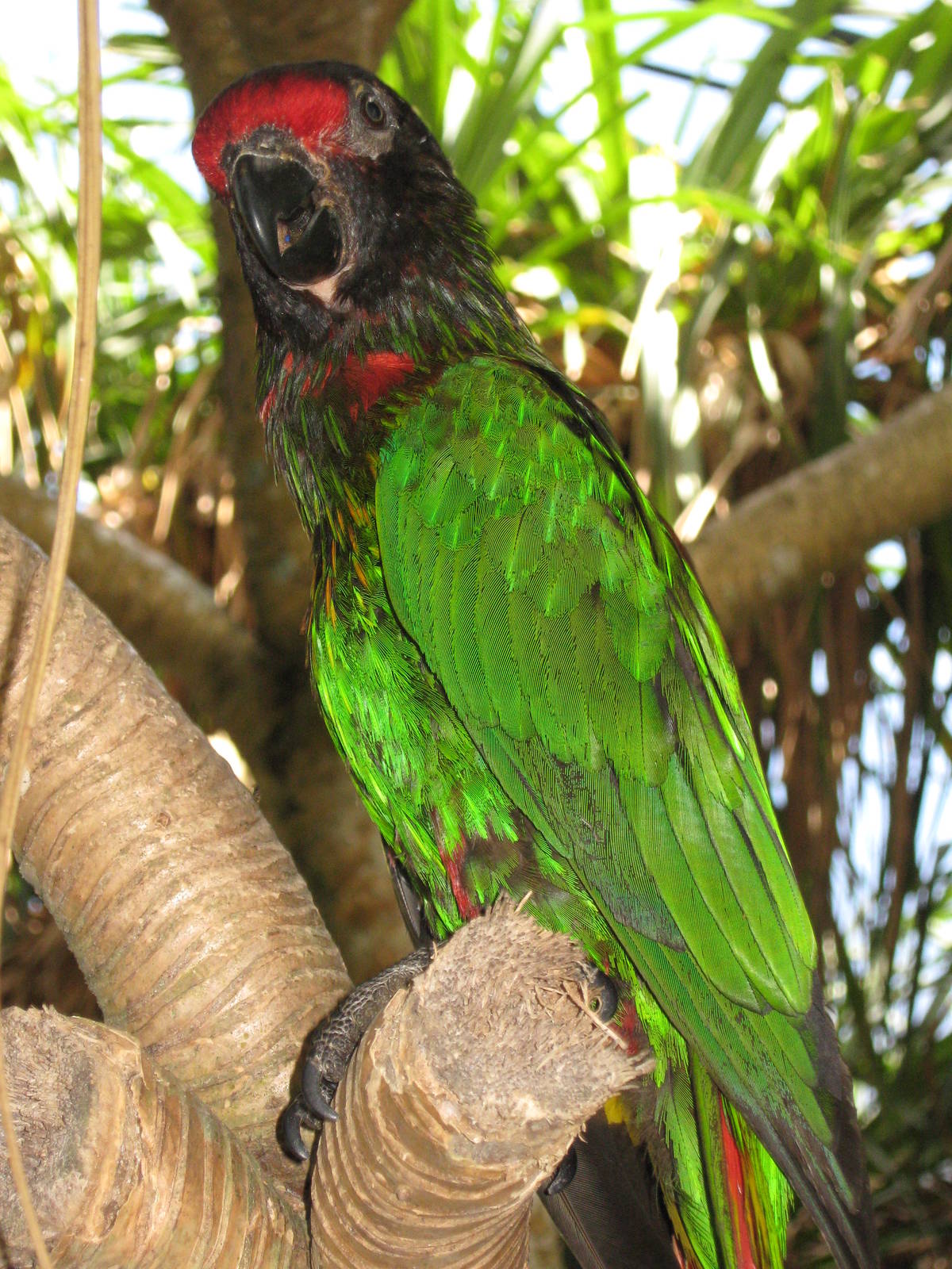yellow-streaked lory (Chalcopsitta scintillata)
