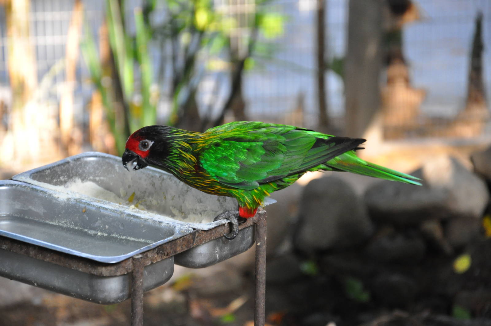 Yellow-streaked lory / Chalcopsitta sintillata sintillata
