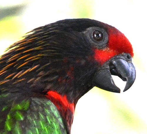 Yellow-streaked lory portrait.