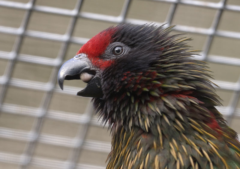 Yellow-streaked lory screaming