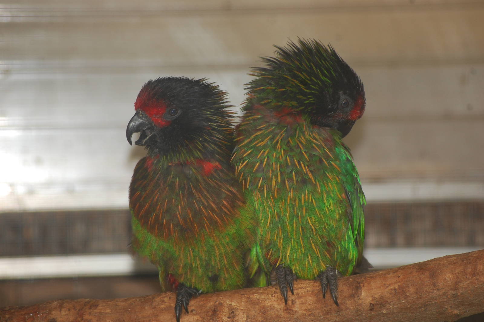 Yellow-streaked lory