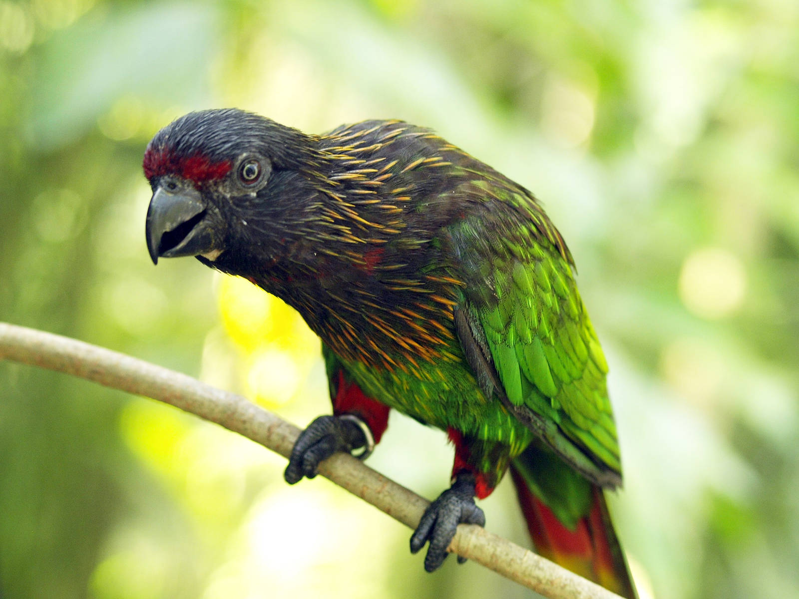 Yellow-streaked lory