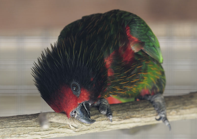 Yellow-streaked lory