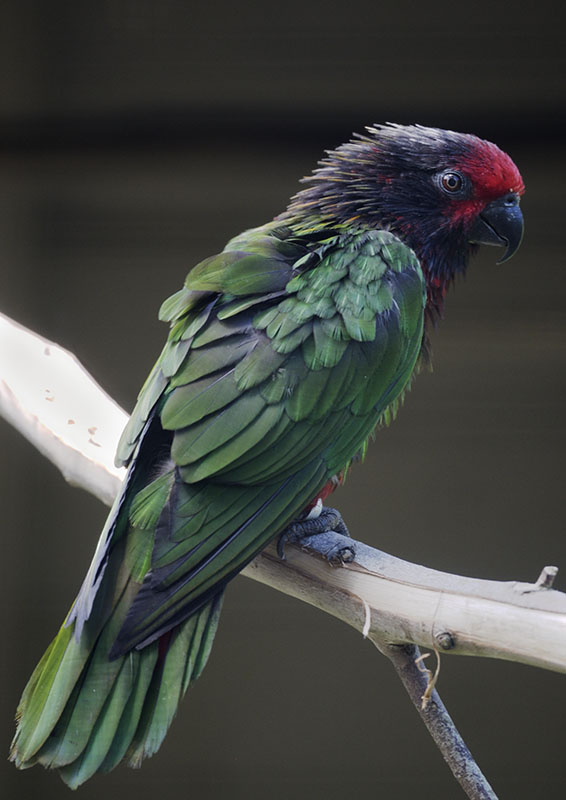 Yellow-streaked lory