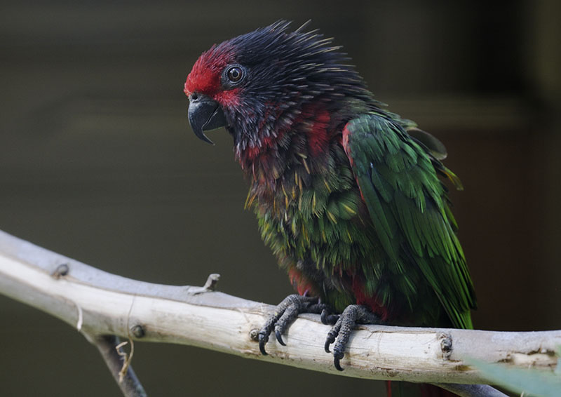 Yellow-streaked lory