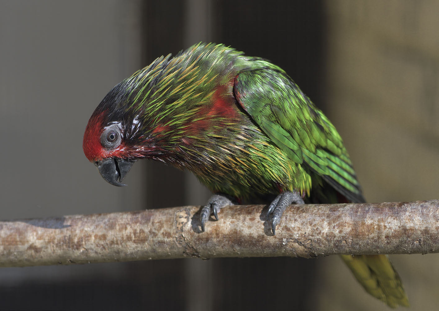 Yellow-streaked lory