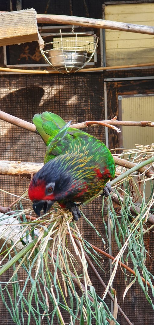 Yellow streaked lory