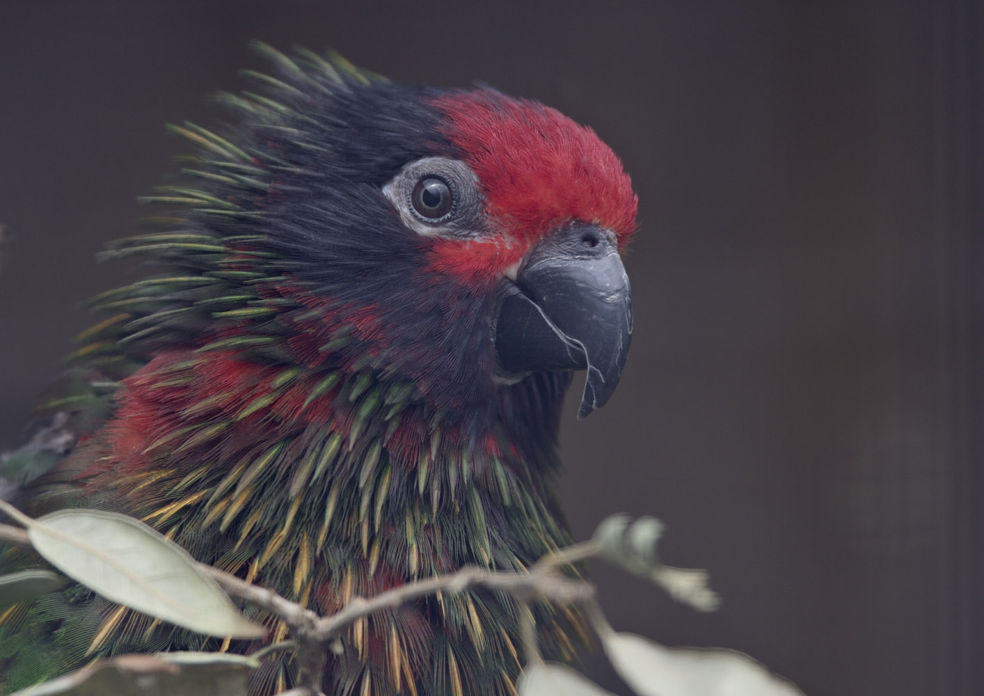 Yellow-streaked lory