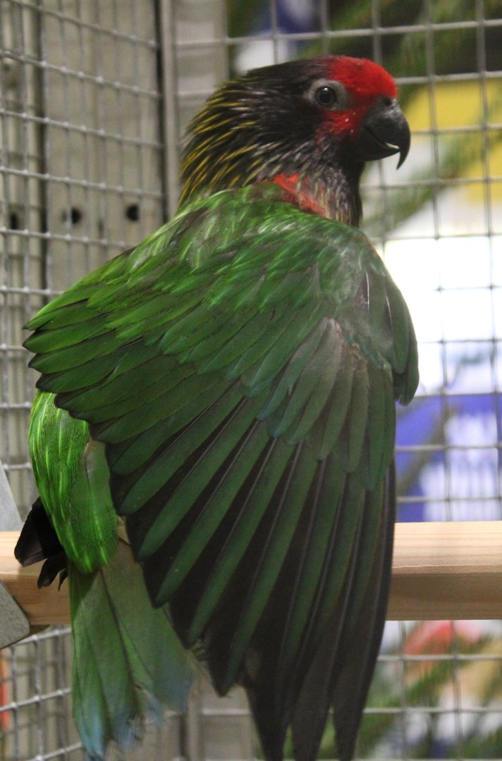 Yellow-streaked lory