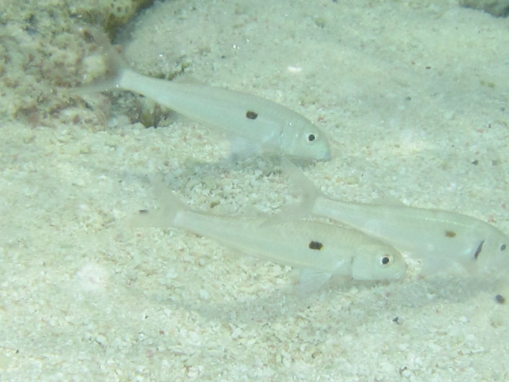 Yellow-stripe Goatfish