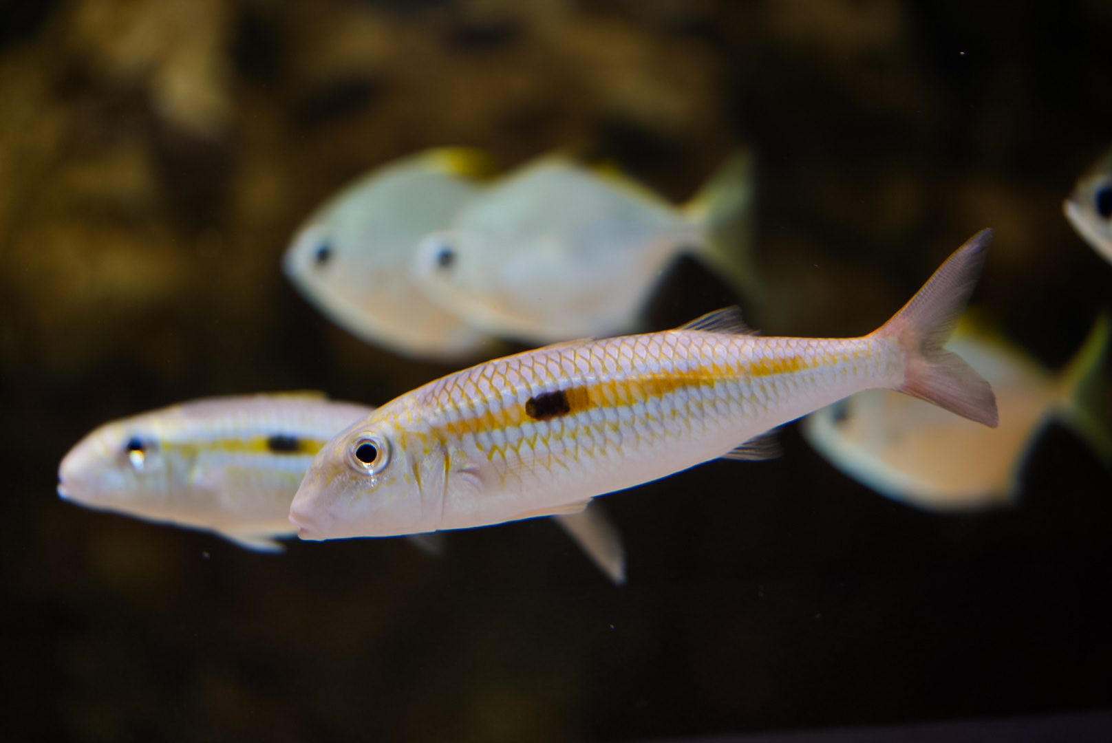 Yellow Stripe Goatfish