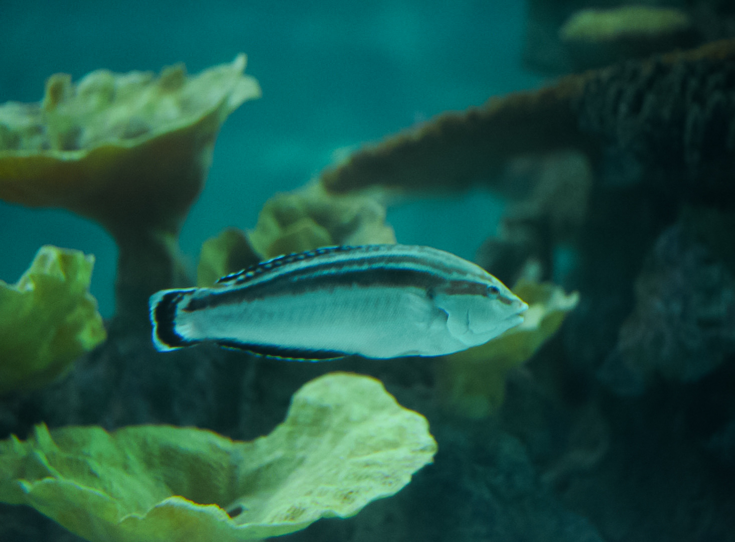 Yellow Stripe Wrasse