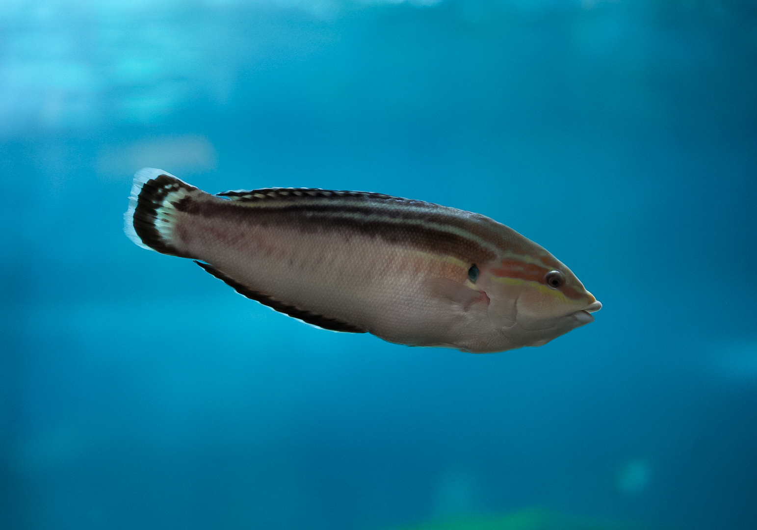 Yellow Stripe Wrasse