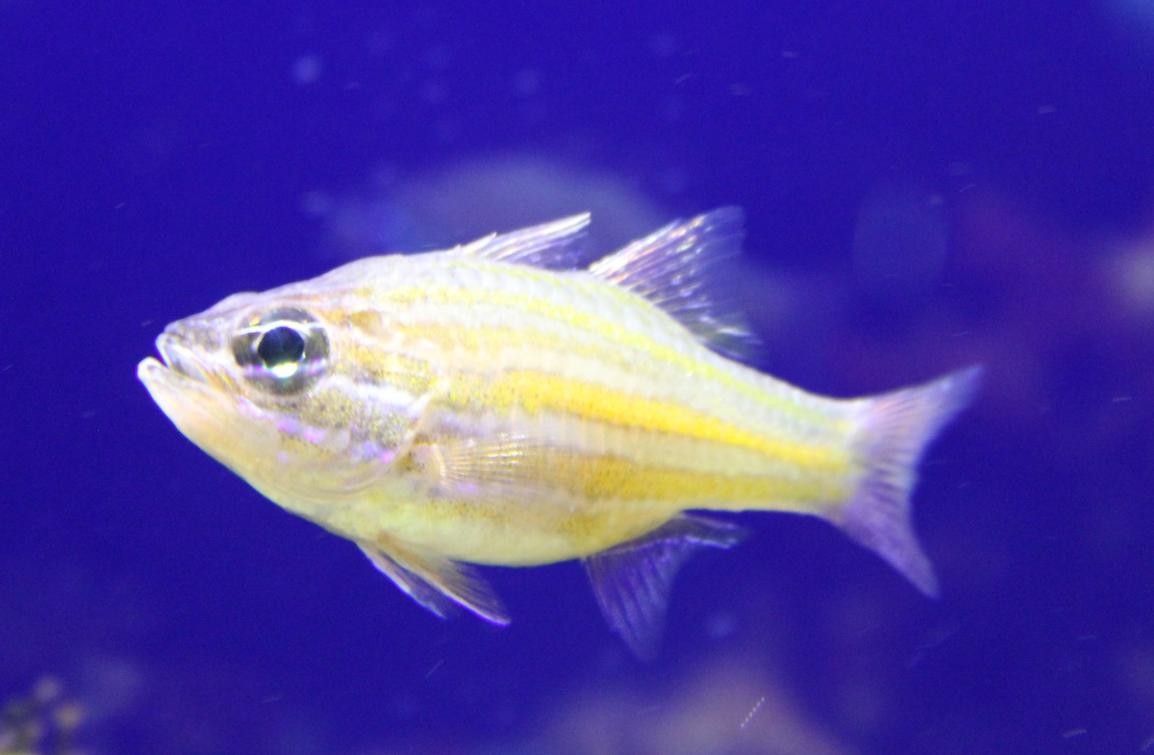 Yellow-striped cardinalfish - Apogon cyanosoma
