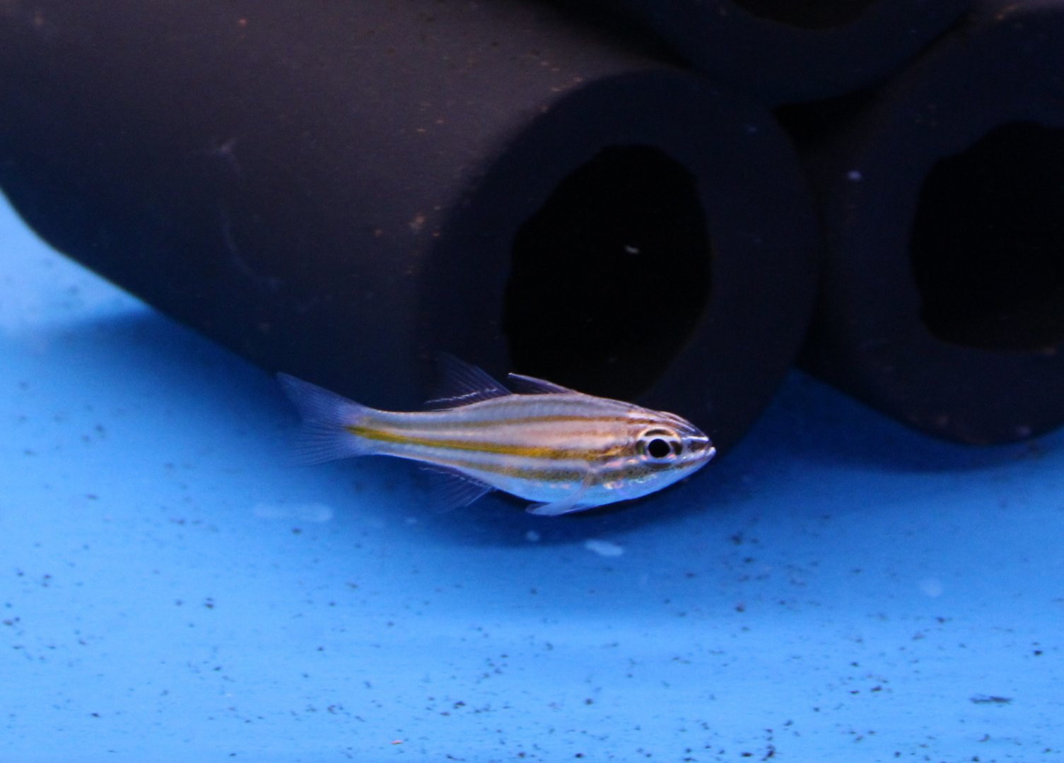 Yellow-striped cardinalfish - Ostorhinchus cyanosoma